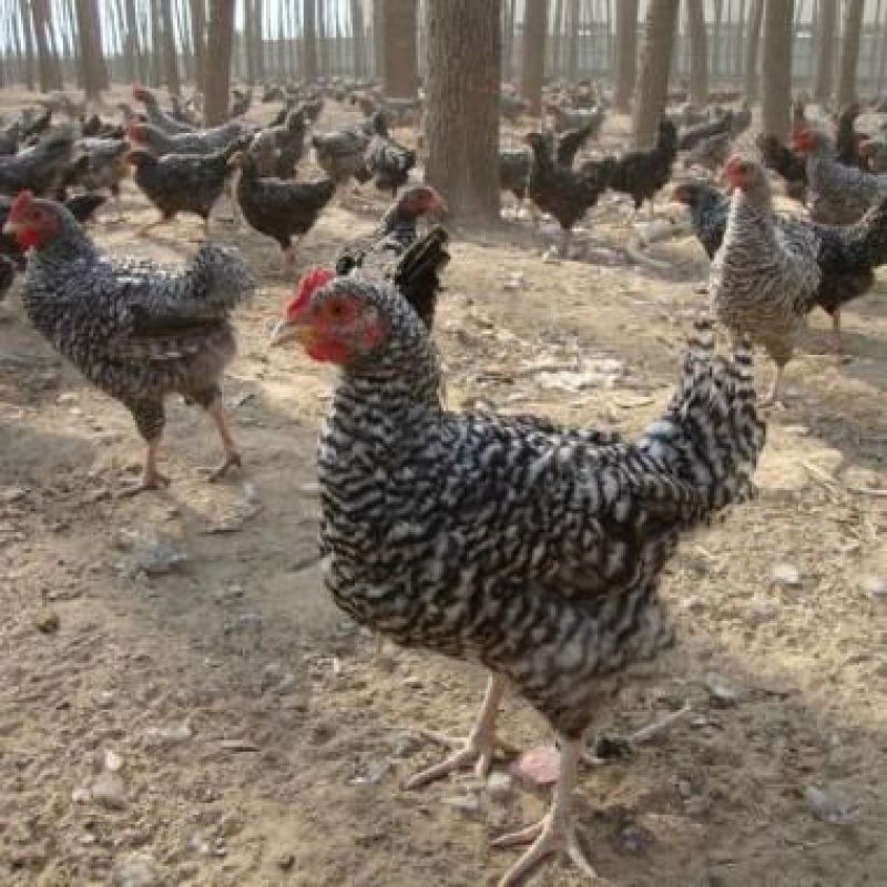 芦花半大脱温鸡纯种下蛋小鸡仔散养走地鸡包活包邮