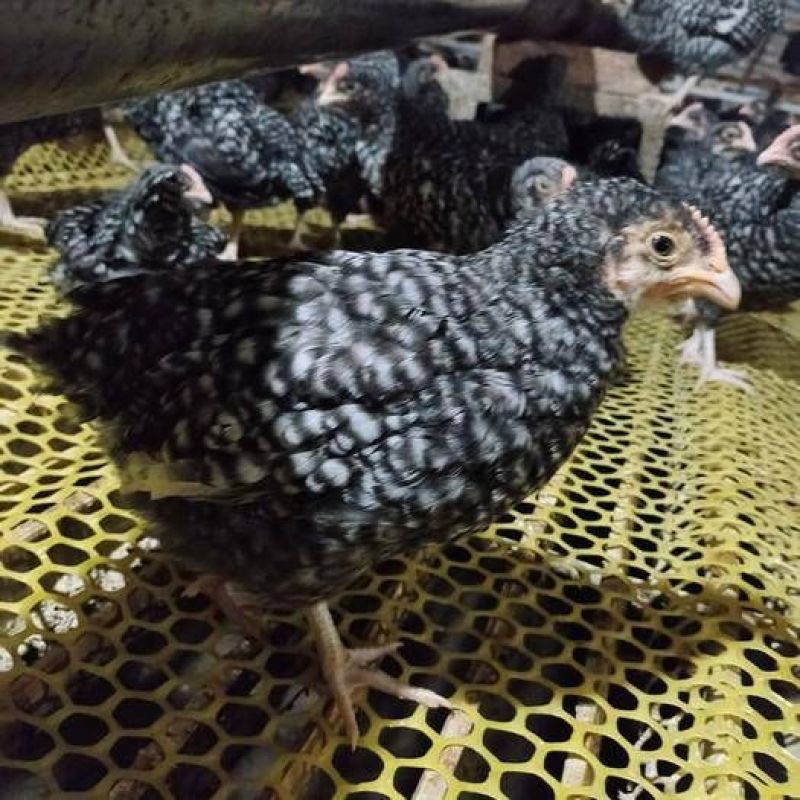 芦花半大脱温鸡纯种下蛋小鸡仔散养走地鸡包活包邮
