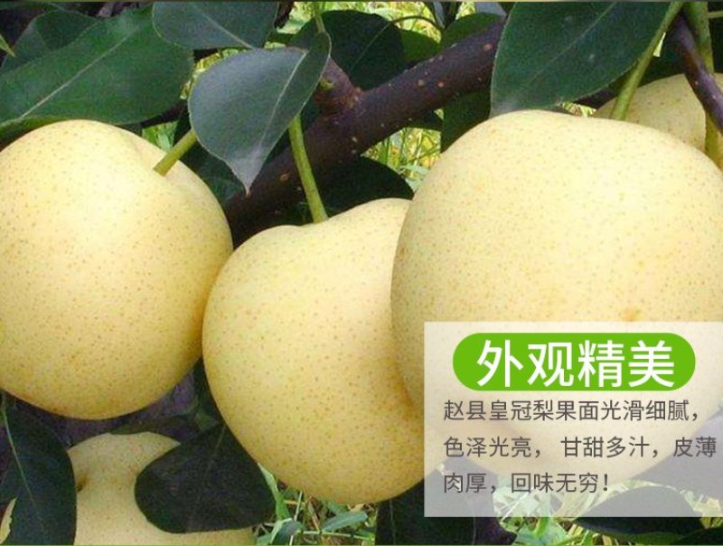 黄冠梨