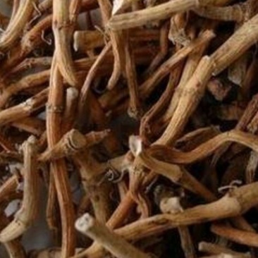 鱼腥草根干货量大从优常年经营中药材