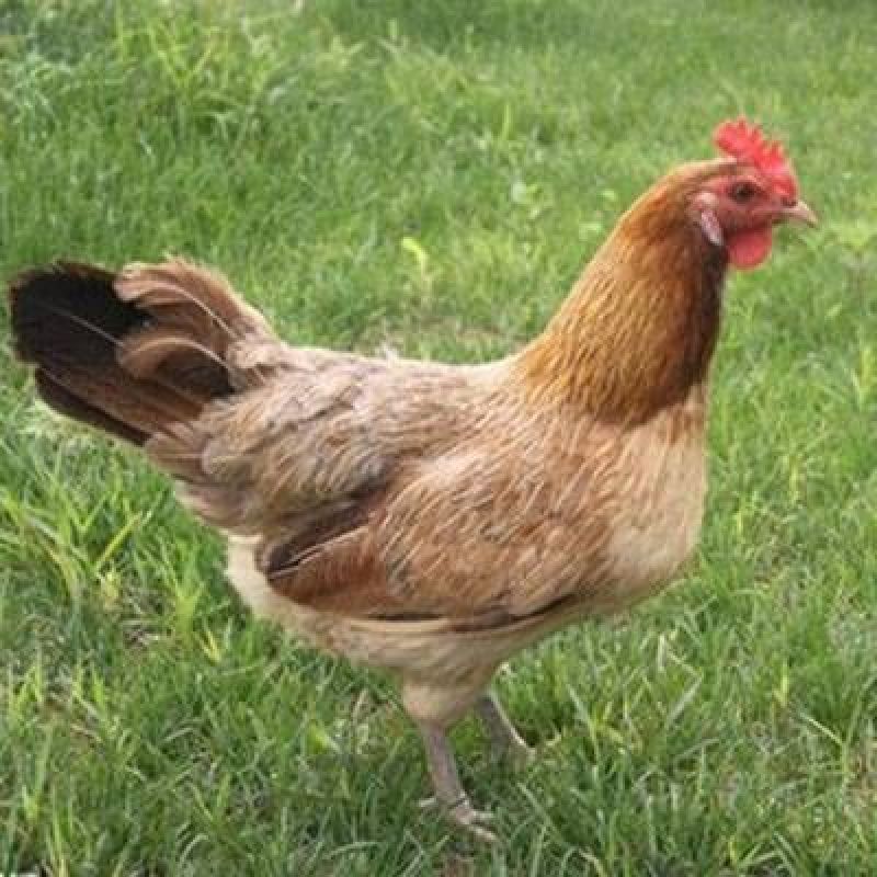 高产一斤麻羽绿壳蛋鸡麻羽蛋鸡活体半斤散养家养笨鸡成鸡批发