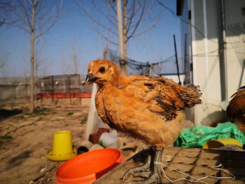 高产一斤麻羽绿壳蛋鸡麻羽蛋鸡活体半斤散养家养笨鸡成鸡批发