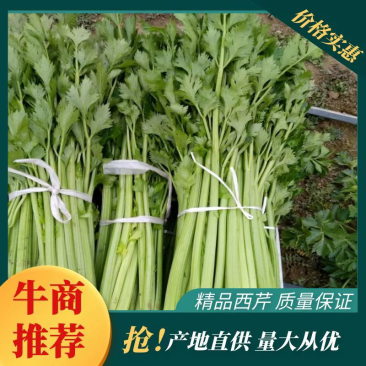 华州大棚芹菜60公分左右开始上市欢迎老板咨询支持视频看货