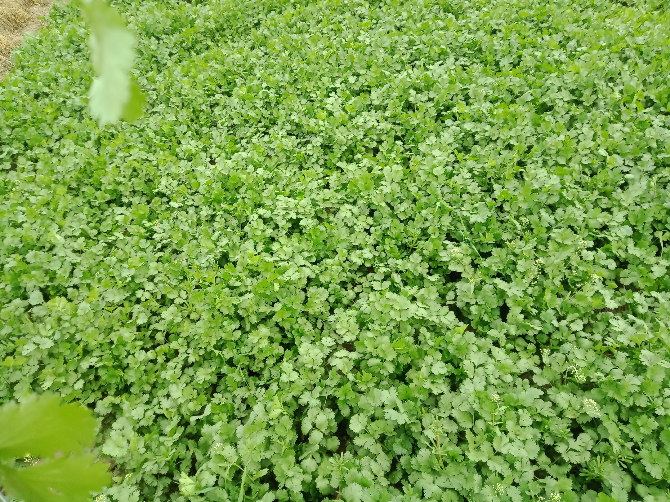 一株新鲜采摘的十香菜,展示其宽大深绿色叶片和粗壮嫩茎,背景为湿润土壤与阳光照射下的菜园环境,突出其作为高产叶菜的生长状态 十香菜植株特写