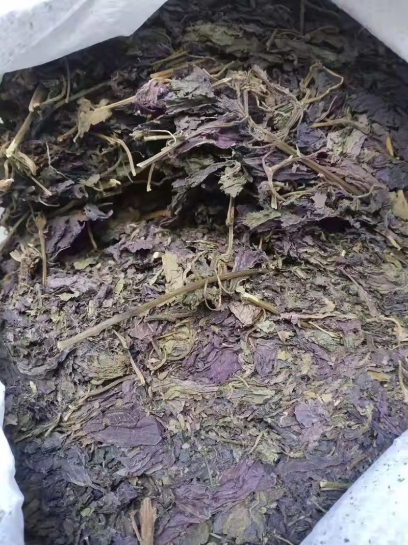 紫苏种子精品优质种子发率98%以上双面单面紫苏全紫