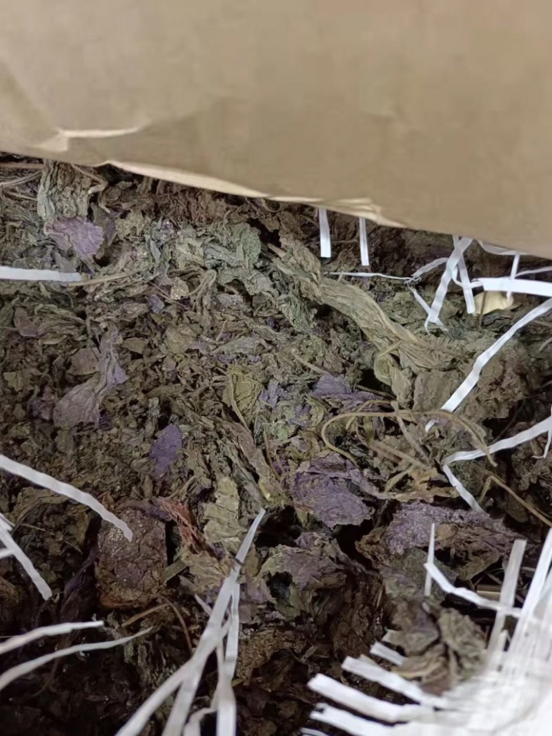 紫苏种子精品优质种子发率98%以上双面单面紫苏全紫