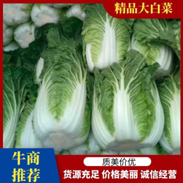 华州区精品春秋菊大白菜开始上市欢迎咨询选购支持视频看货