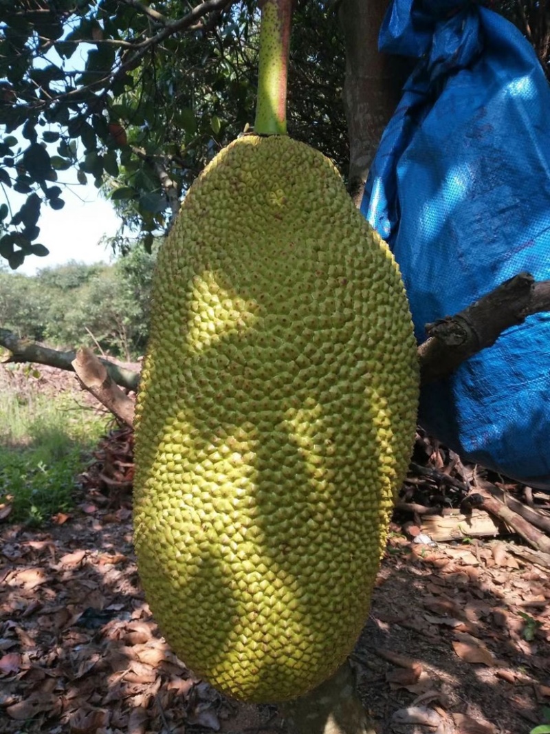 广东菠萝蜜果园原产地现摘现装车果肉饱满香甜爽口