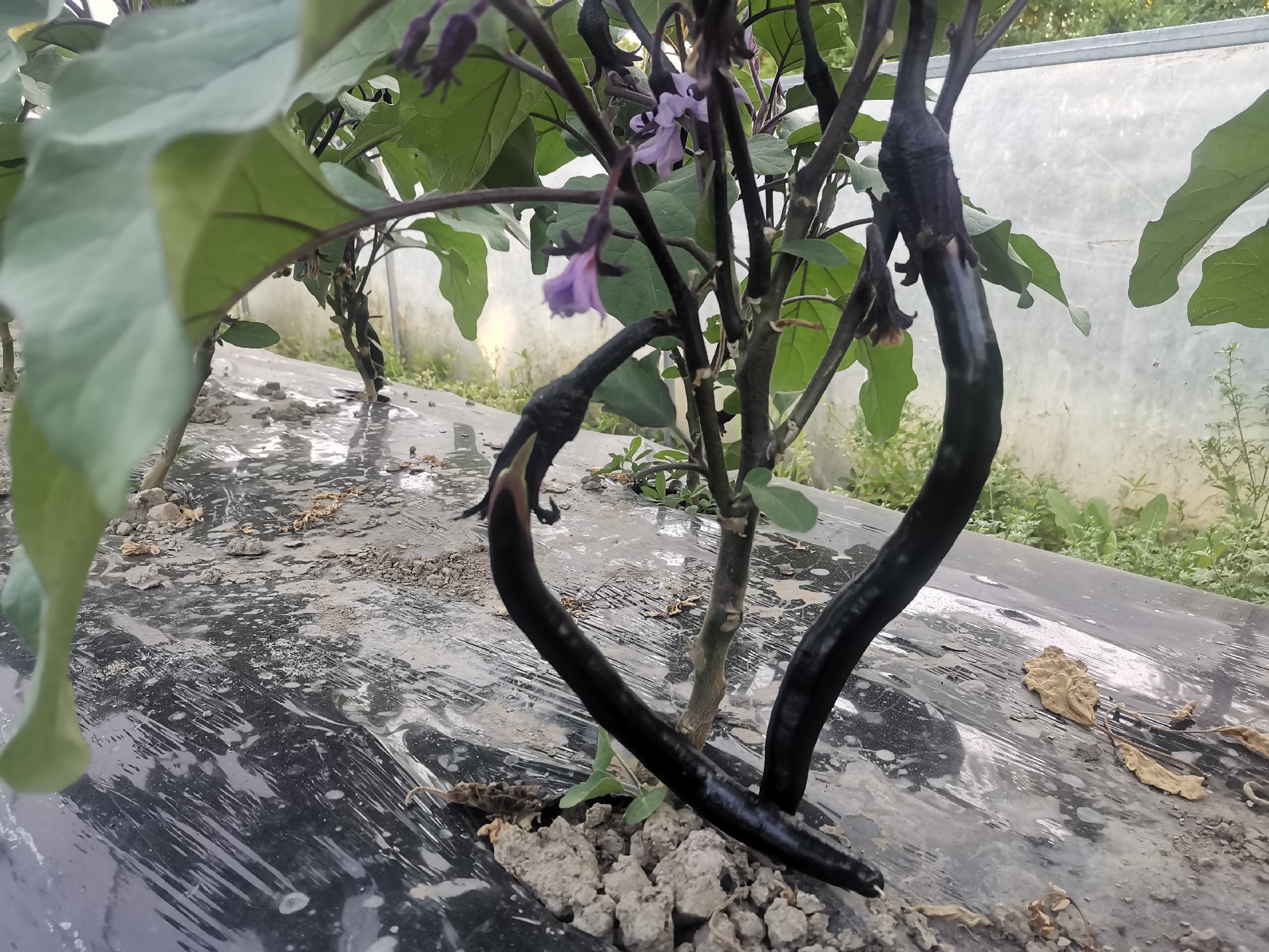 茄子花与果实共生