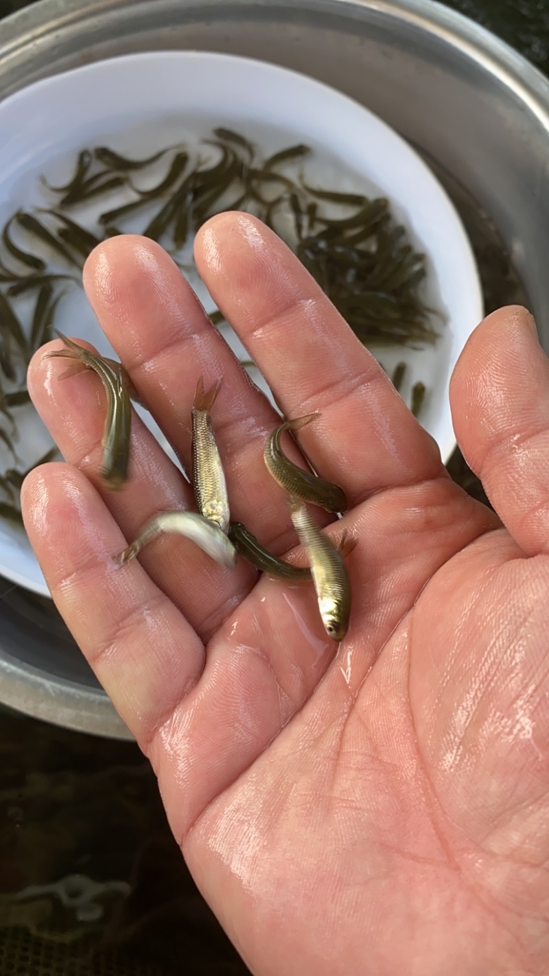 草鱼苗，广东长江种，支持全国发货，头批新苗