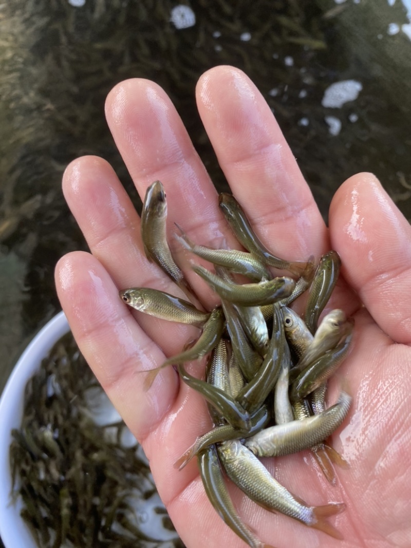 草鱼苗，广东长江种，支持全国发货，头批新苗