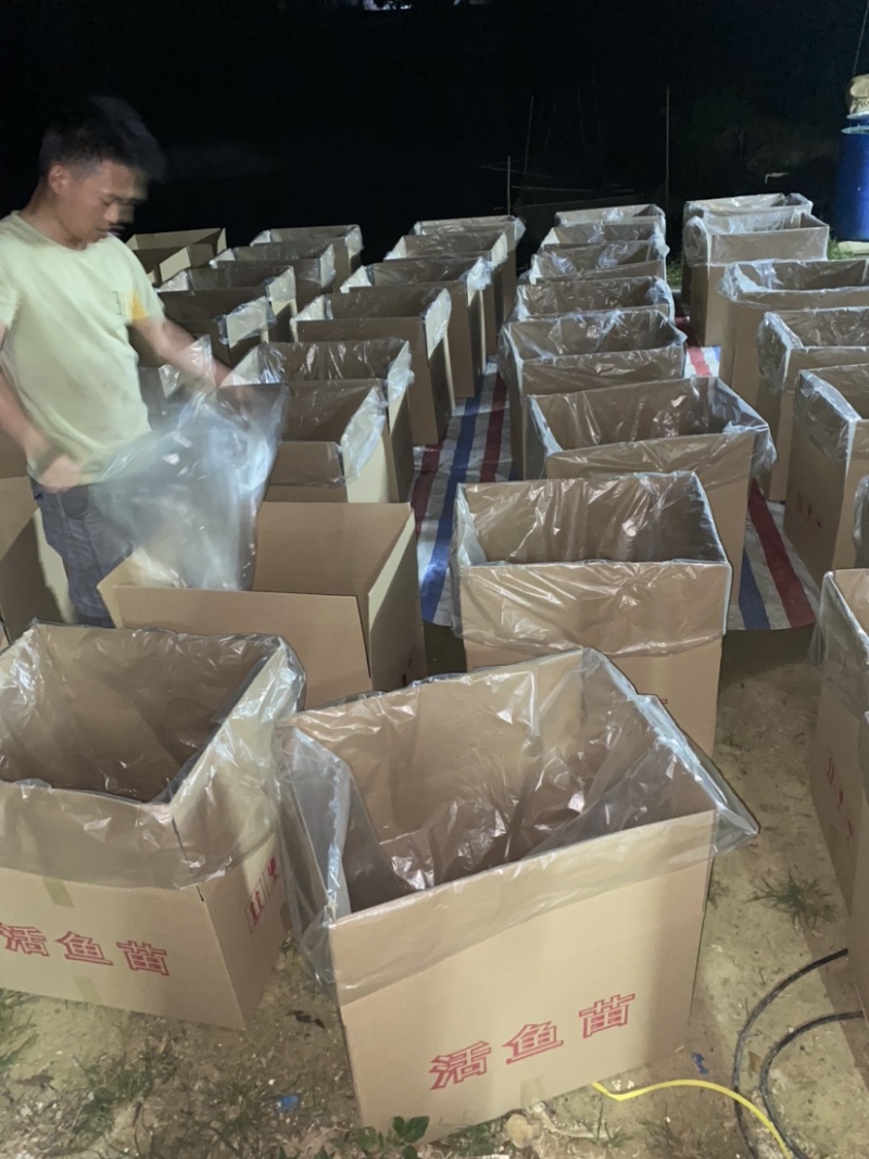 草鱼苗，广东长江种，支持全国发货，头批新苗