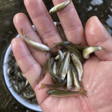草鱼苗，广东长江种，支持全国发货，头批新苗