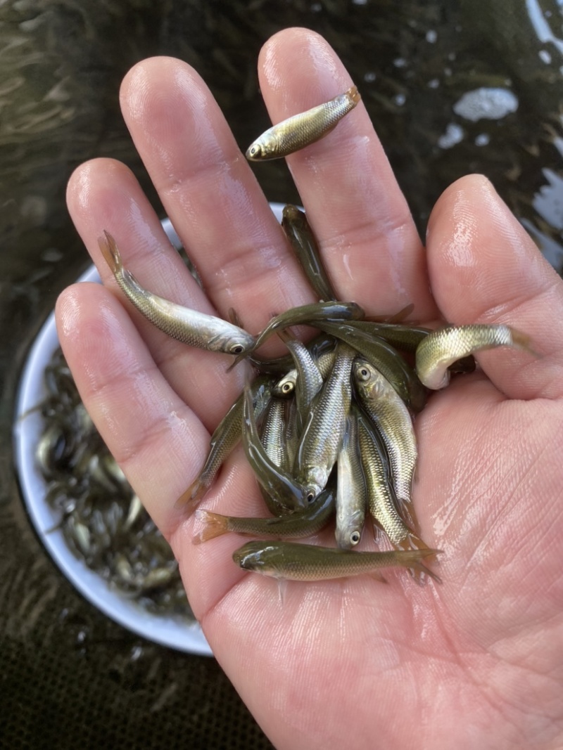 草鱼苗，广东长江种，支持全国发货，头批新苗