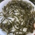 草鱼苗，广东长江种，支持全国发货，头批新苗