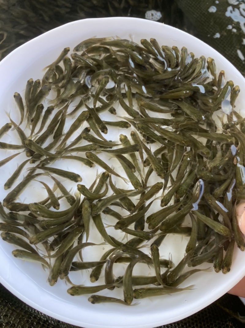 草鱼苗，广东长江种，支持全国发货，头批新苗