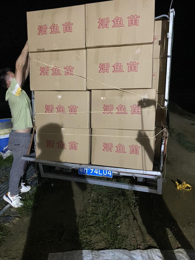 草鱼苗，广东长江种，支持全国发货，头批新苗