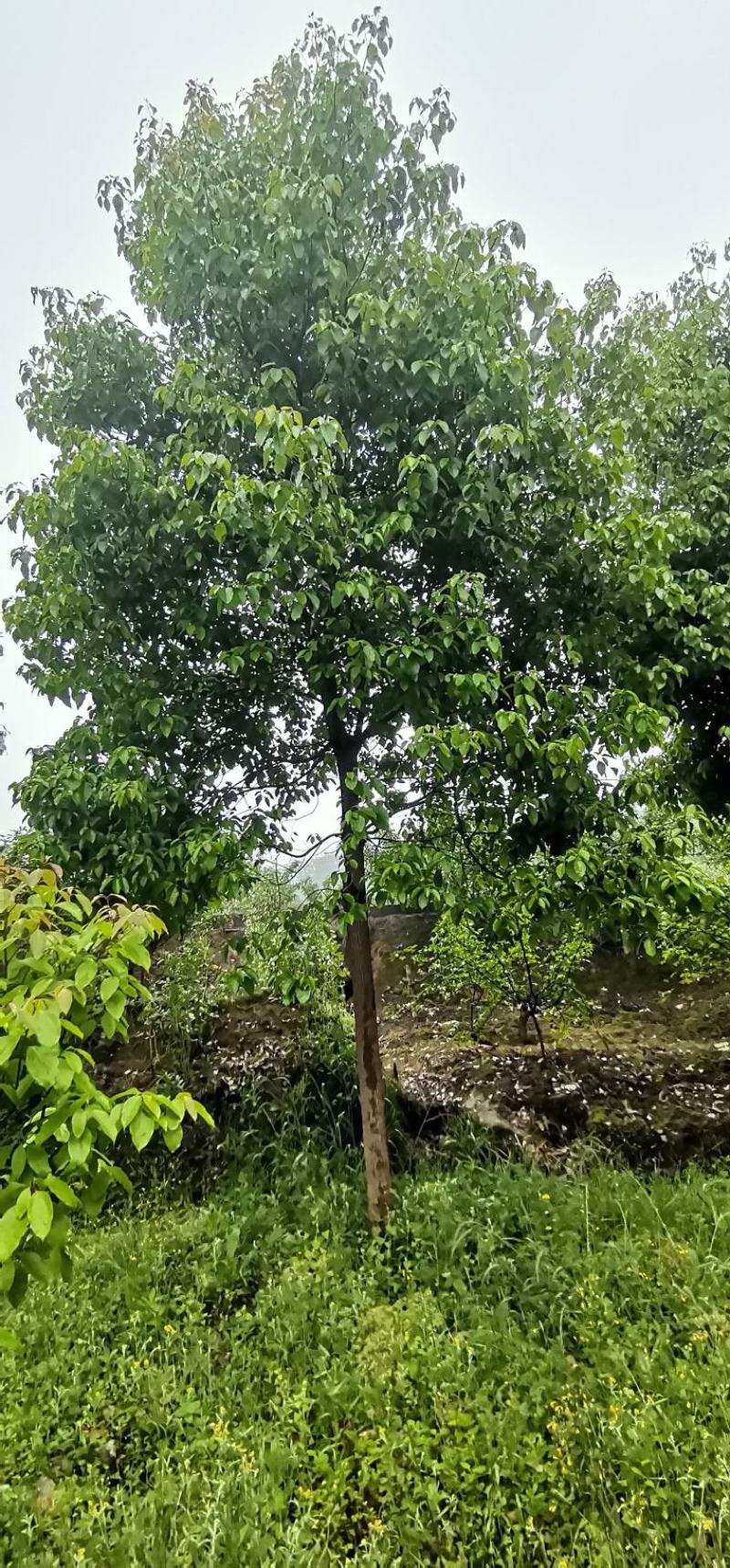 截杆发帽两年以上香樟，规格米径十公分