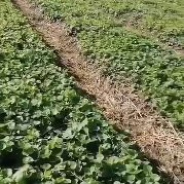四叶菜(泡参:-)抗严寒病害少，适应环境能力强，好管理