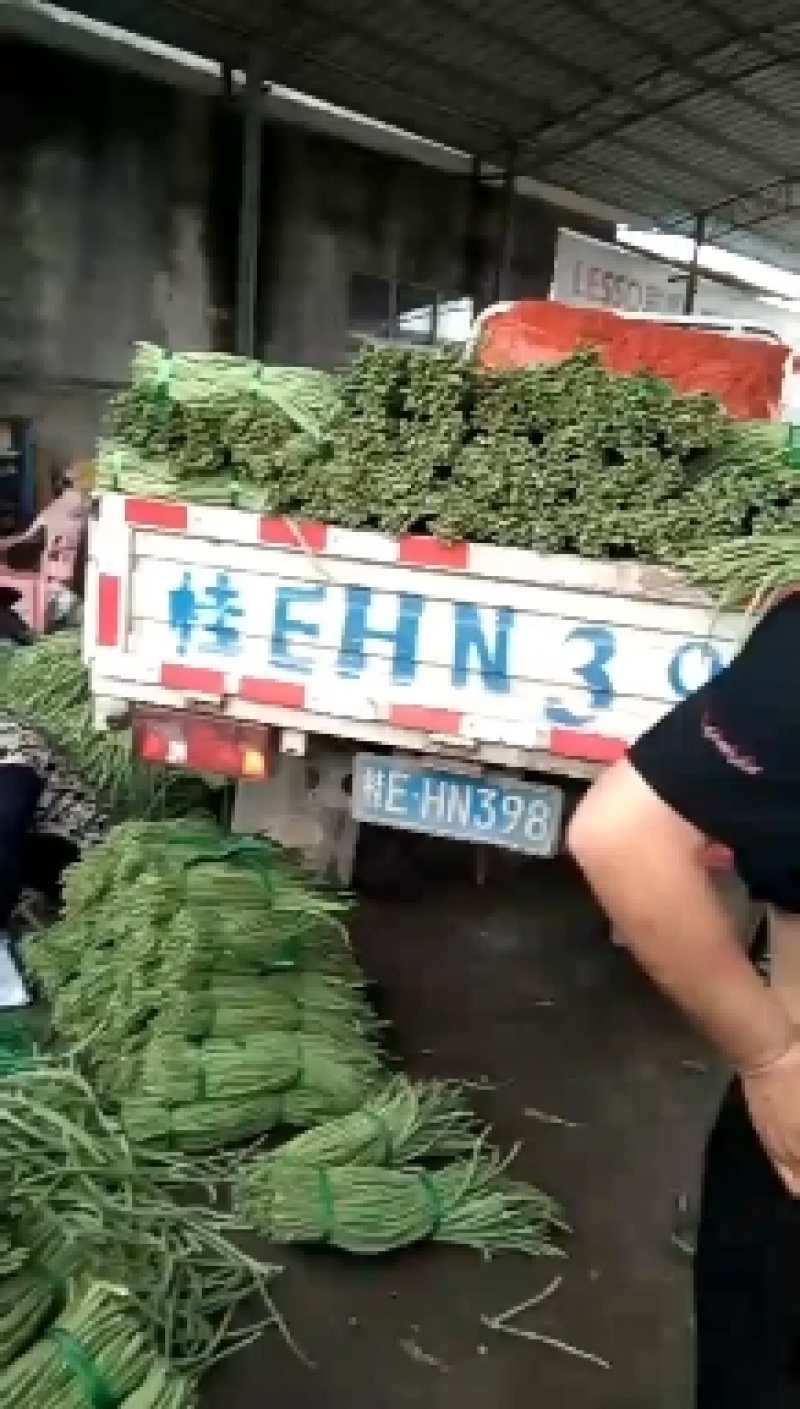 广西合浦长豆角开始上市今年面积大可提供腌制或加工场地