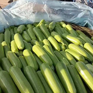 精品绿皮西葫芦