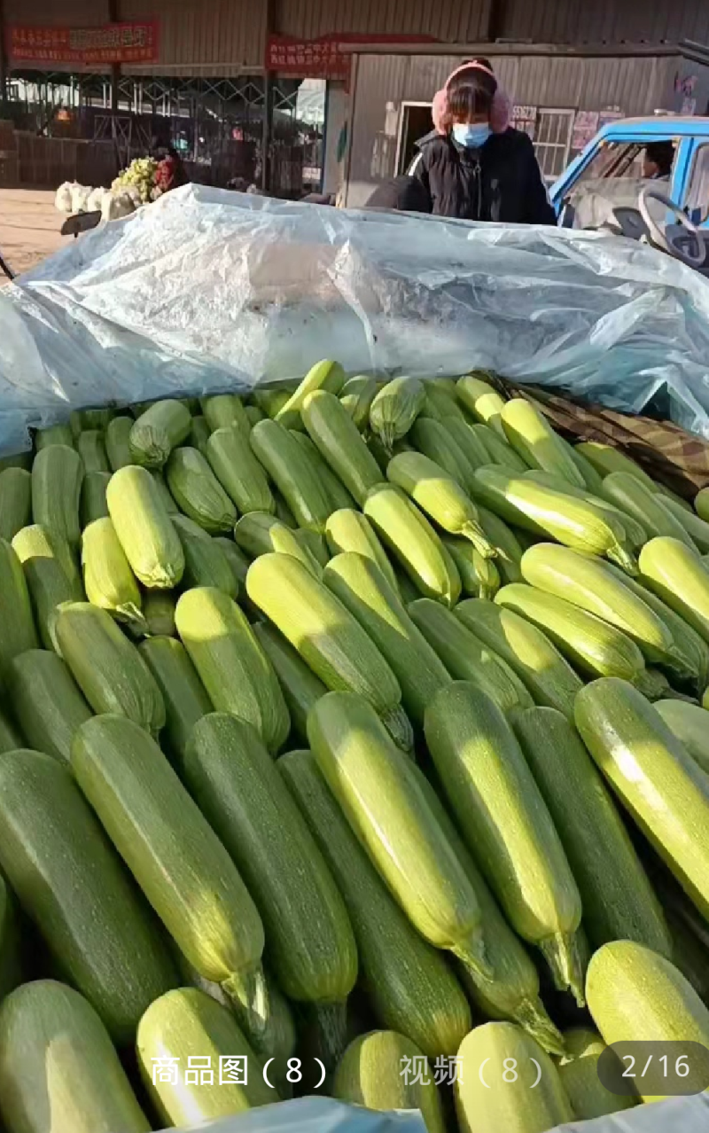 精品绿皮西葫芦