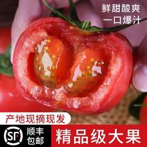 陕西普罗旺斯番茄西红柿一件，实力专业电商平台供应