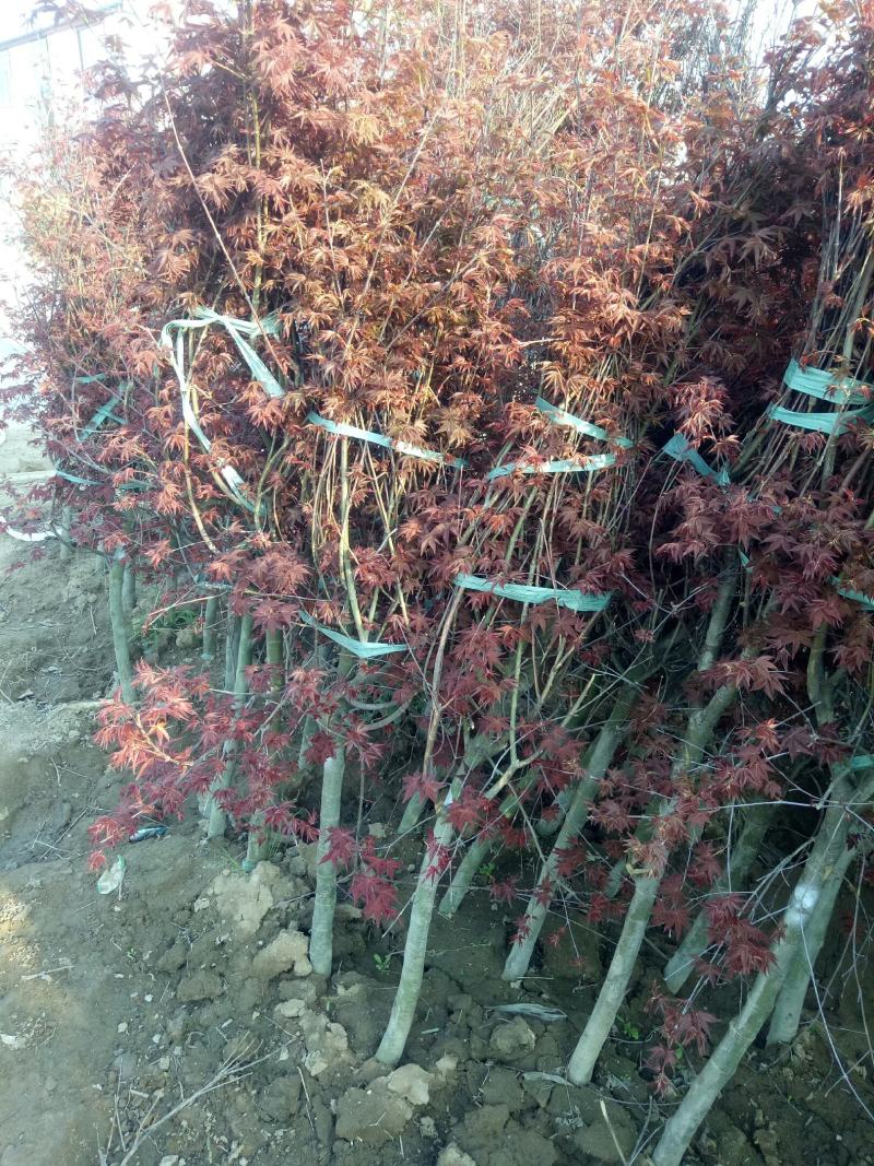 低价出售日本红枫基地直销，品种纯正，不和卖假货拼价格