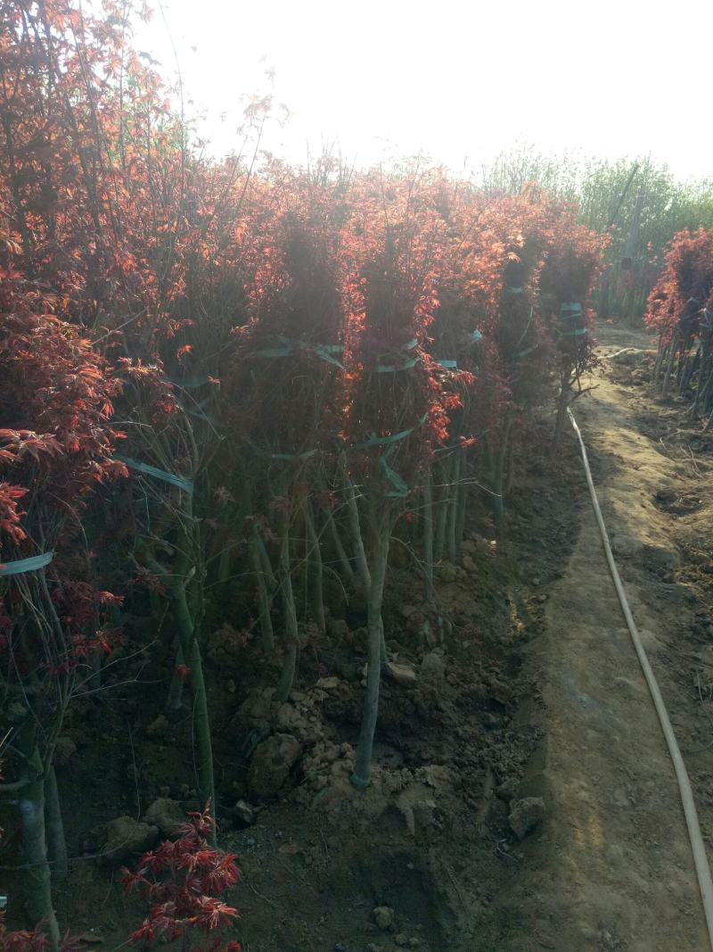 低价出售日本红枫基地直销，品种纯正，不和卖假货拼价格