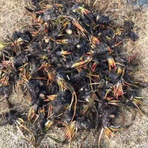 睡莲