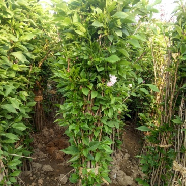 低价出售晚樱1米高小苗带花发货，品种纯正，绿化庭院种植