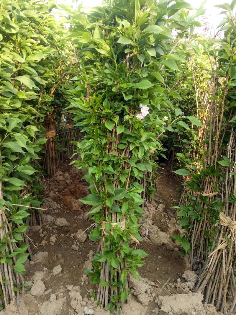 低价出售晚樱1米高小苗带花发货，品种纯正，绿化庭院种植