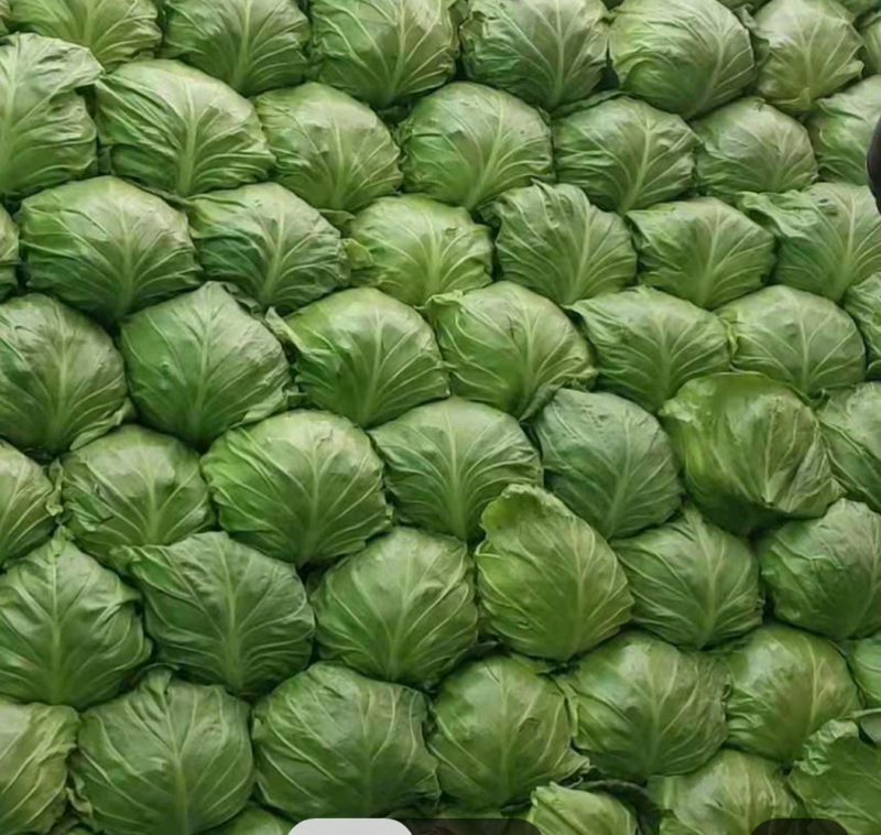 甘蓝