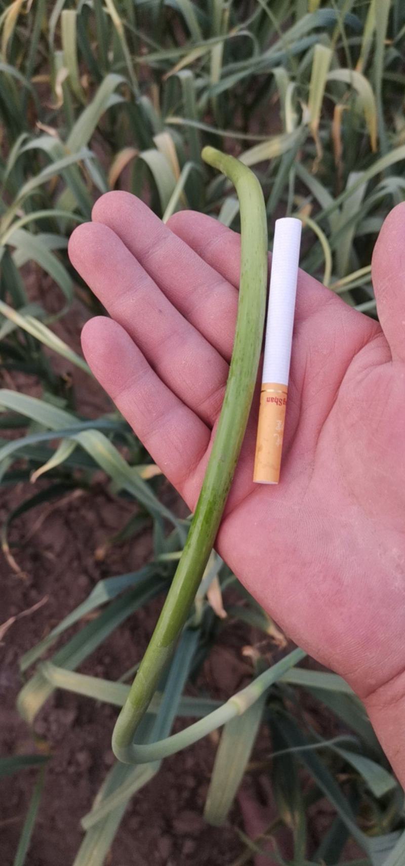 蒜苔，大蒜，代收入库，质量保证，诚信经营。