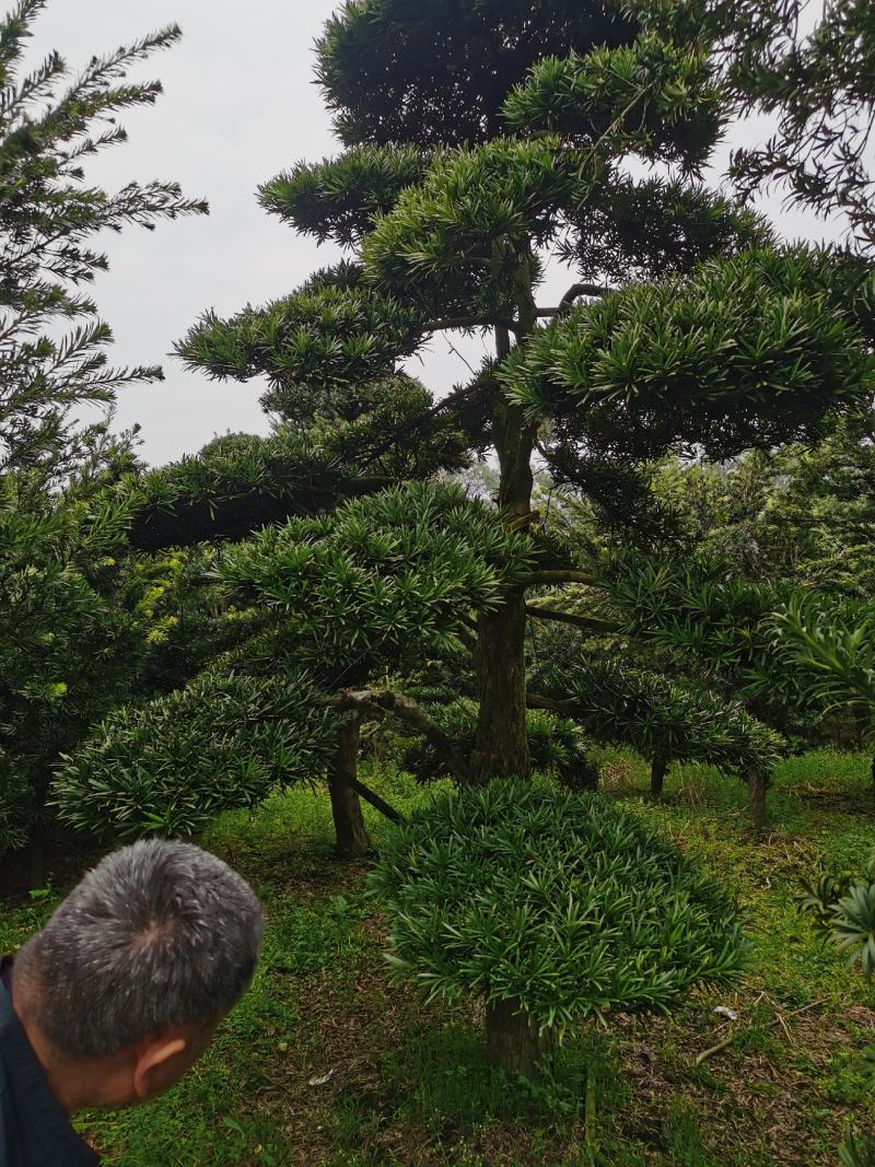 罗汉松造型