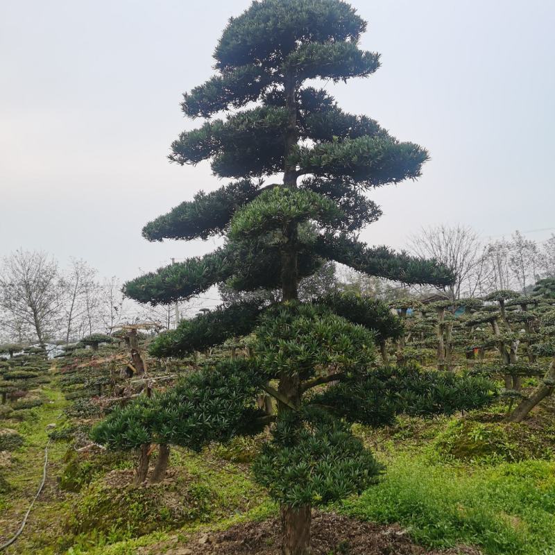 罗汉松造型