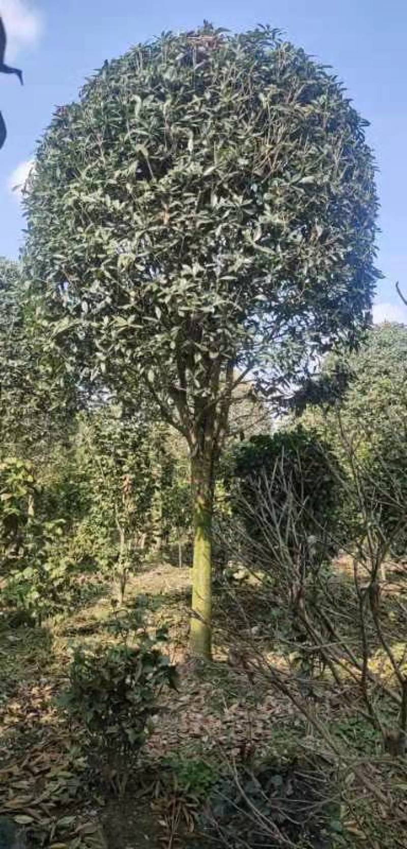 精品桂花8公分至30公分的乔灌木常绿植物