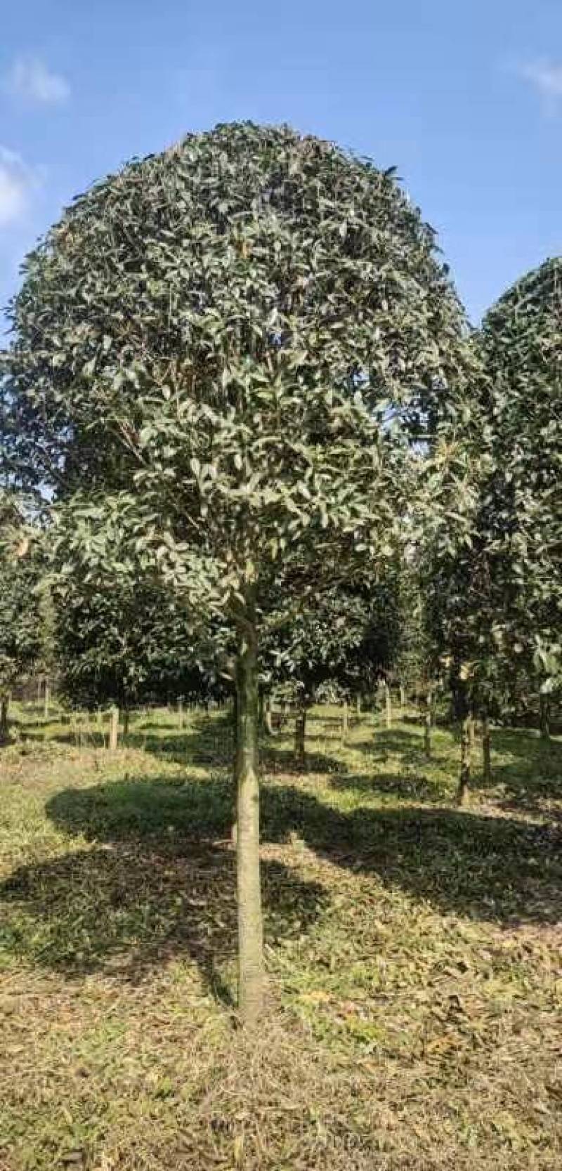 精品桂花8公分至30公分的乔灌木常绿植物