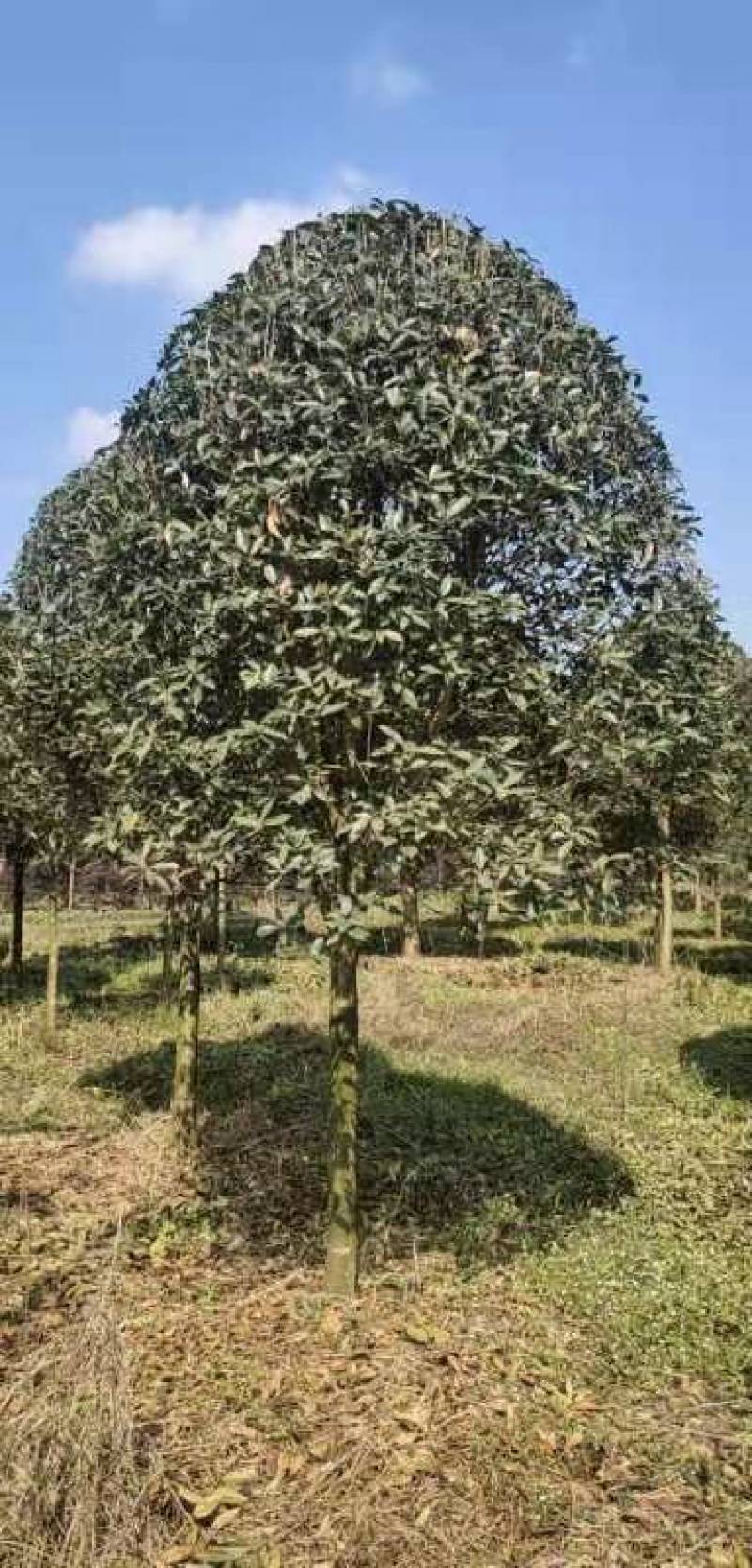 精品桂花8公分至30公分的乔灌木常绿植物