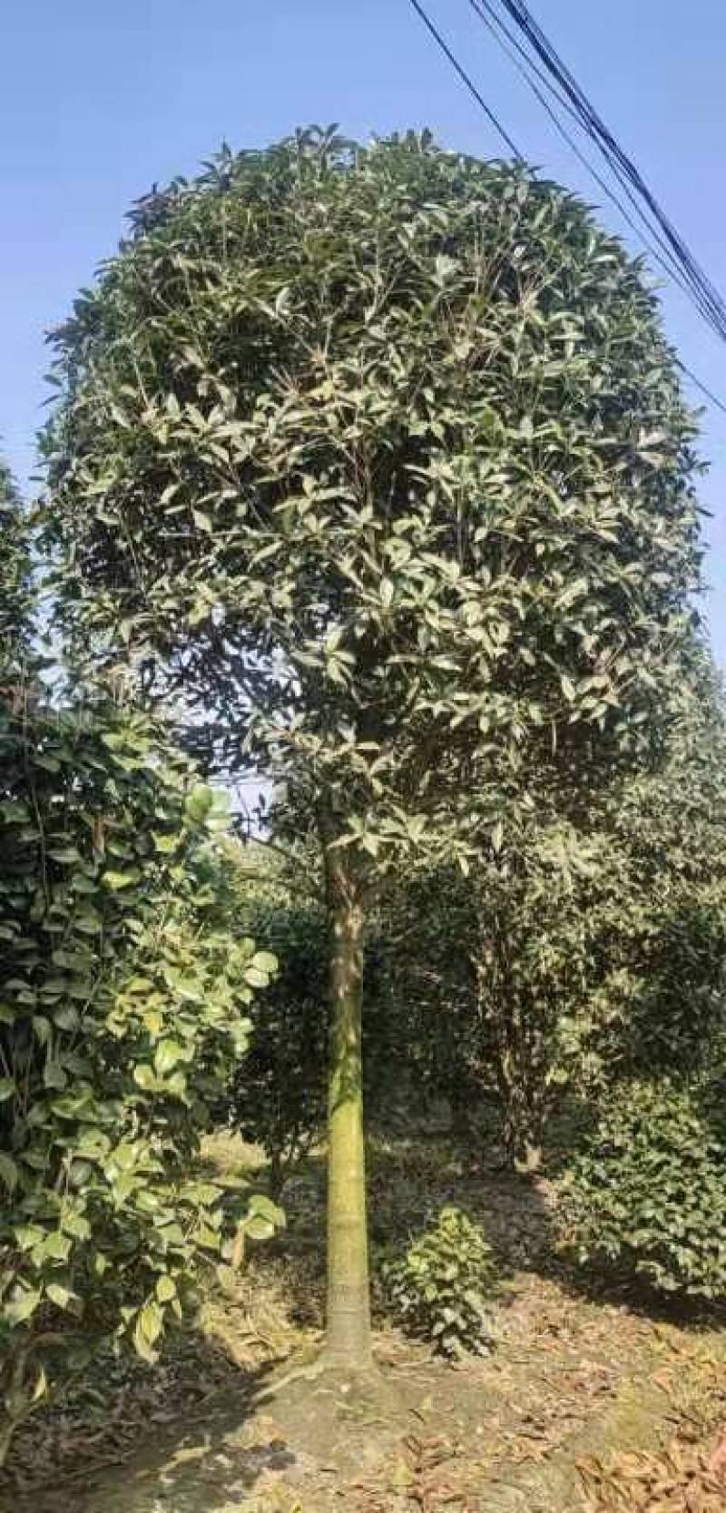 精品桂花8公分至30公分的乔灌木常绿植物