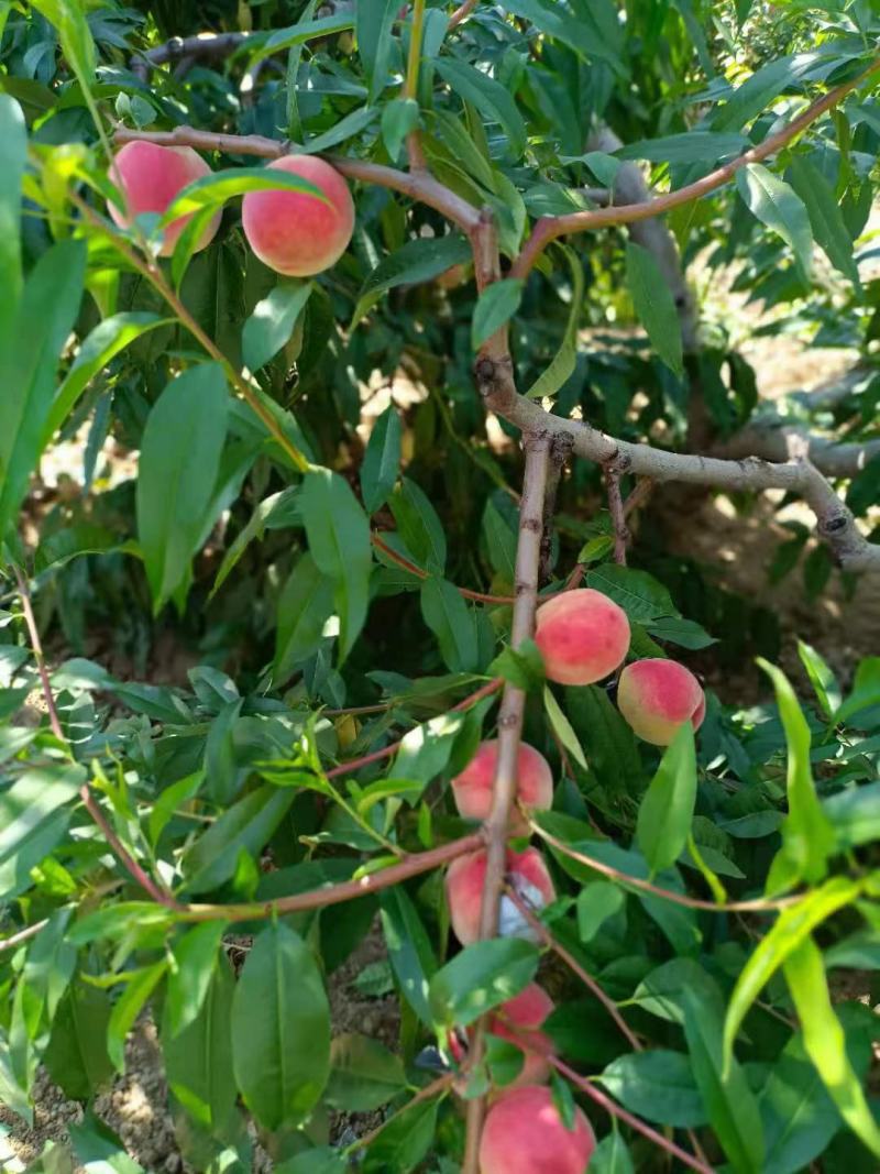 甘肃天水山地北京七号水蜜桃