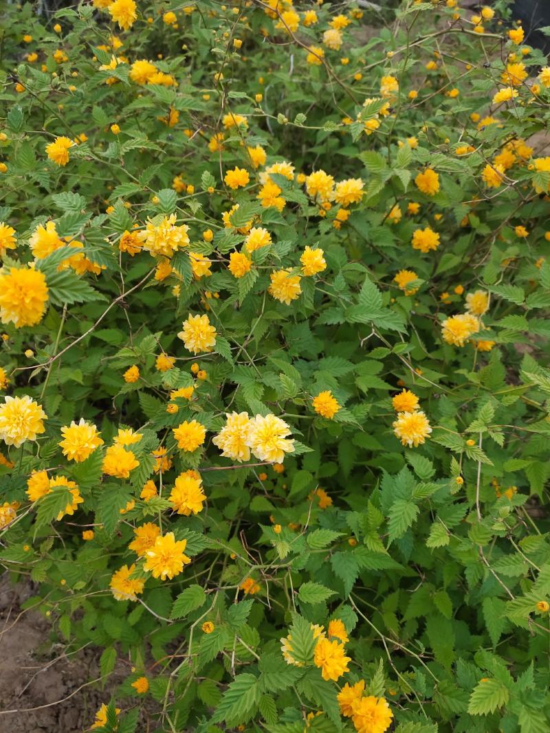 棣棠花（地棠）丛生棣棠棣棠小毛球30-1.2米重瓣棣棠花
