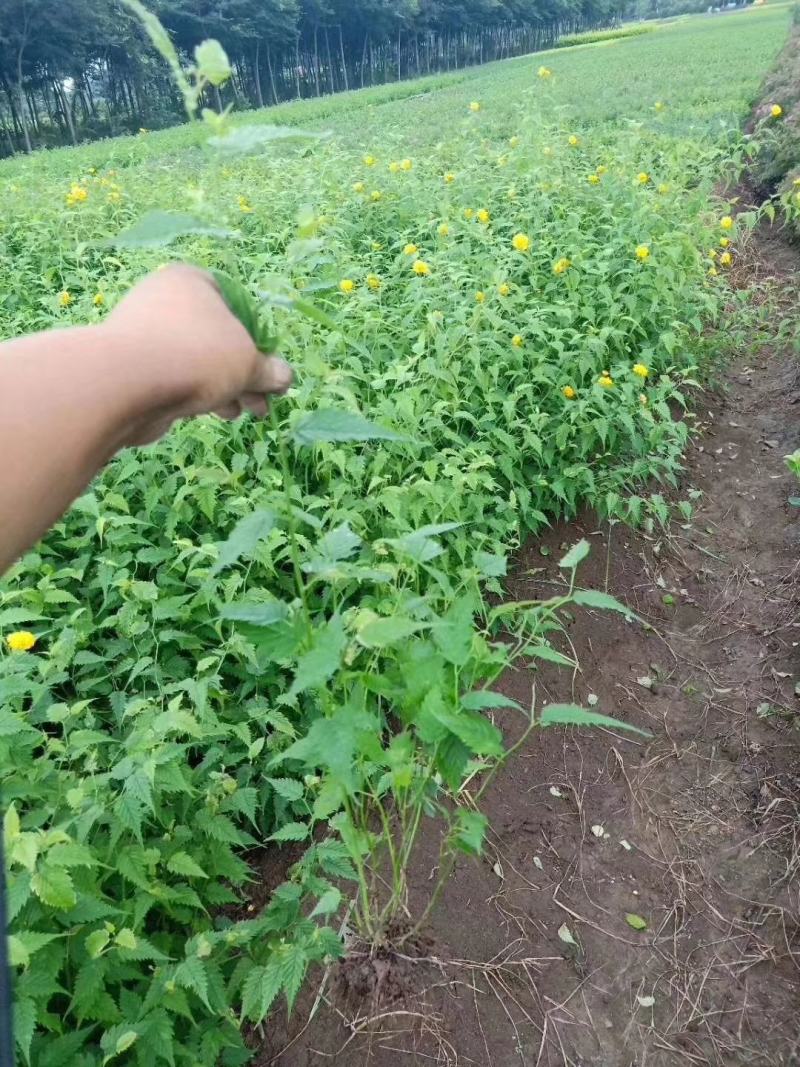 棣棠花（地棠）丛生棣棠棣棠小毛球30-1.2米重瓣棣棠花