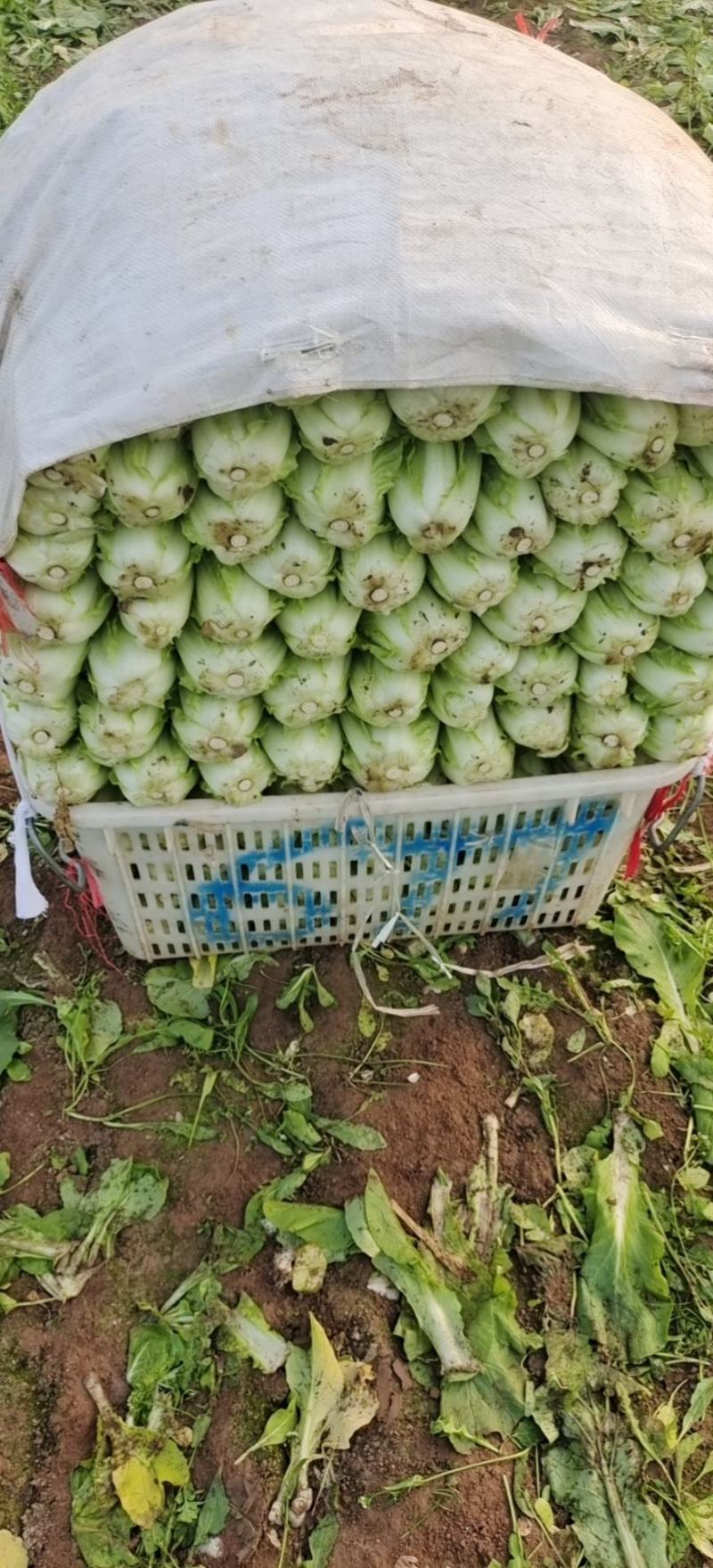 湖北大棚五号白菜快菜正在上市，按当天的走价为准，支持配菜