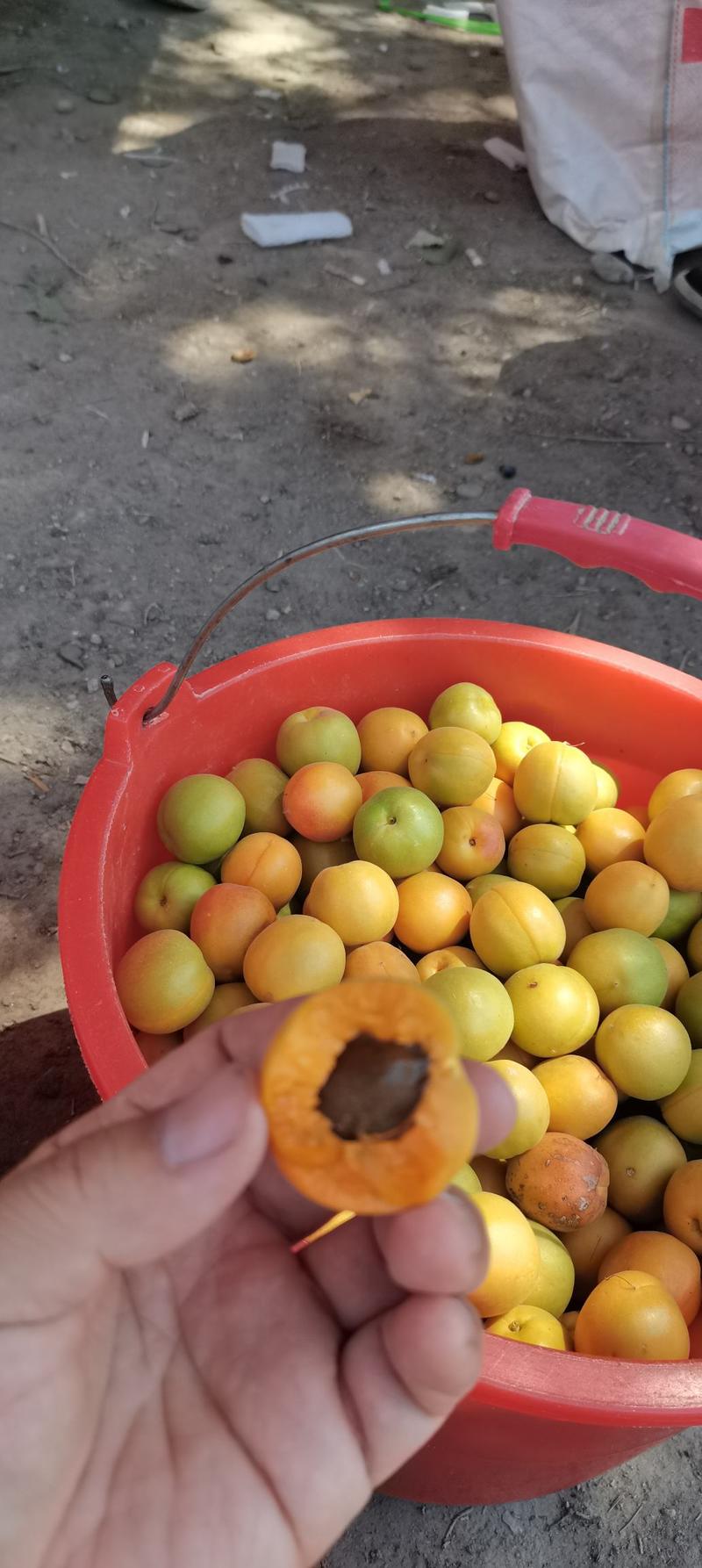 好吃的伊犁杏干，树上干杏杏干上架了。一件代发包邮