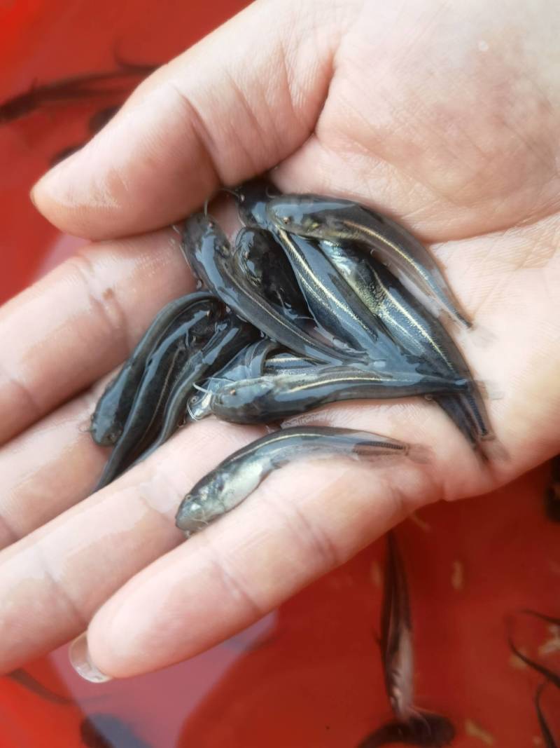 鲶鱼苗+沟鲶鱼苗+土鲶鱼苗基地直供+本地黄鲶鱼苗批发