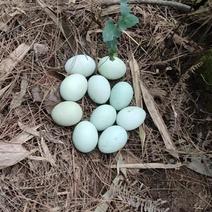 种蛋，绿壳鸡蛋，土鸡蛋，散养鸡鸡蛋