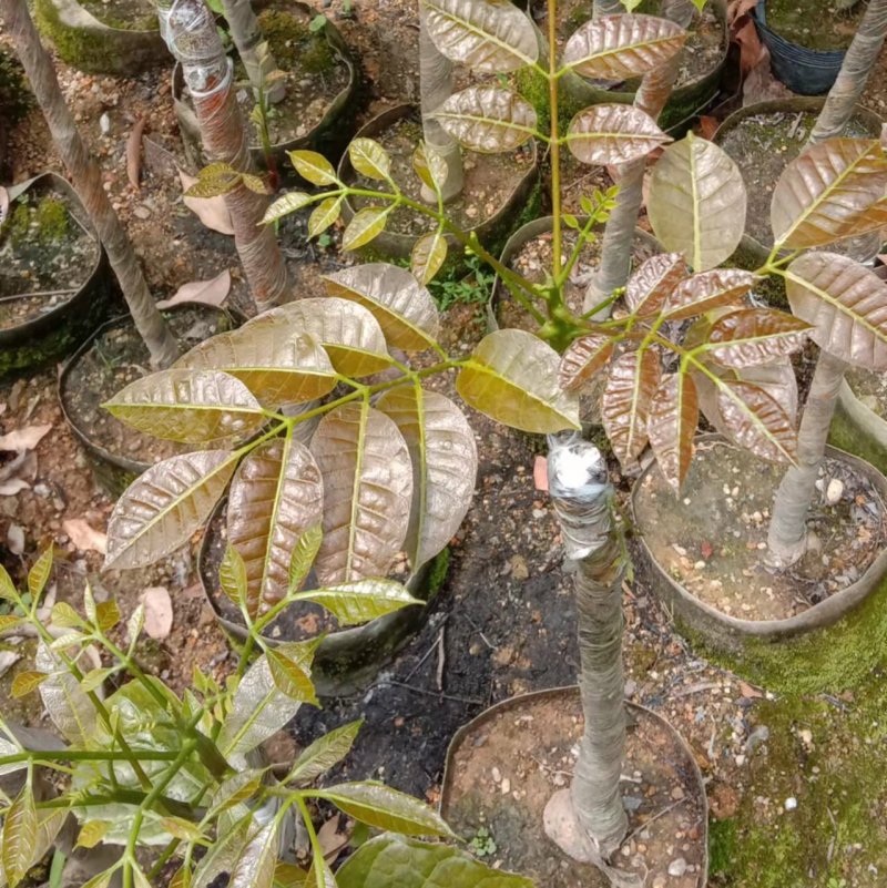 乌榄苗黑橄榄吊思茅油榄车桑
