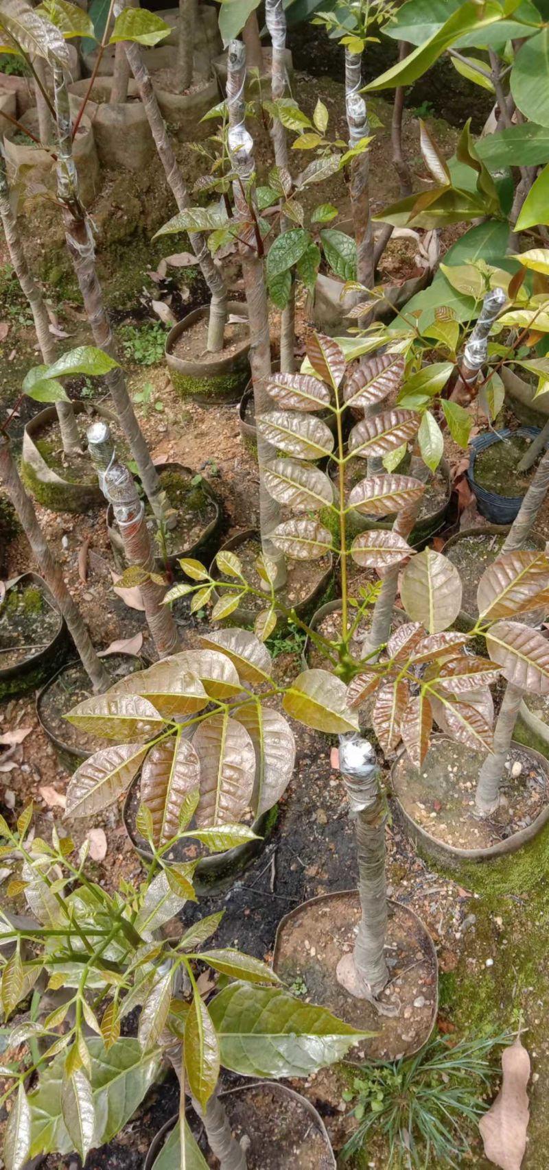 乌榄苗黑橄榄吊思茅油榄车桑