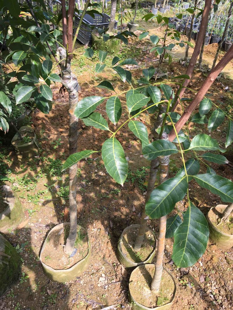 乌榄苗黑橄榄吊思茅油榄车桑
